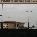 siirtte-sokak-hayvanlari-icin-dev-proje-GIME14cT.webp