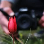 spil-dagina-manisa-lalesi-akini-137GOnMt.webp