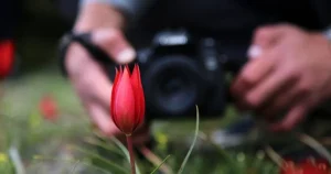 spil-dagina-manisa-lalesi-akini-137GOnMt.webp