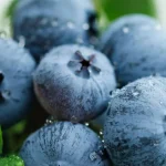 yaban-mersini-ureticileri-icin-bursada-tek-catida-uludag-blueberry-birligi-kuruldu-55pXdKxT.webp