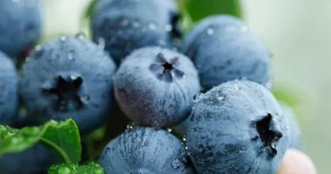 yaban-mersini-ureticileri-icin-bursada-tek-catida-uludag-blueberry-birligi-kuruldu-55pXdKxT.webp